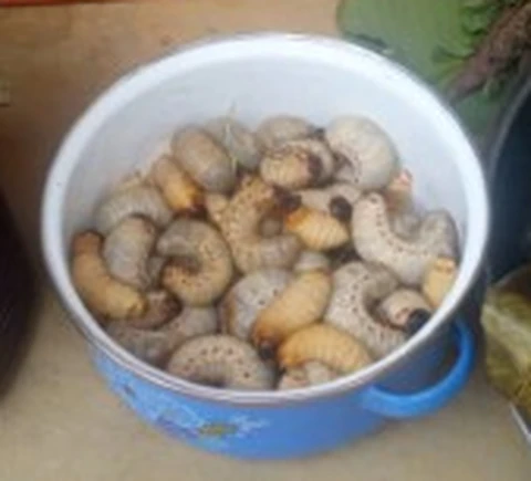 Espèce de ver blanc