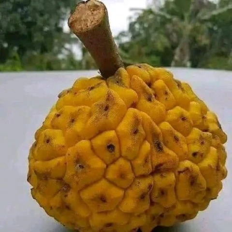 Espèce de fruit